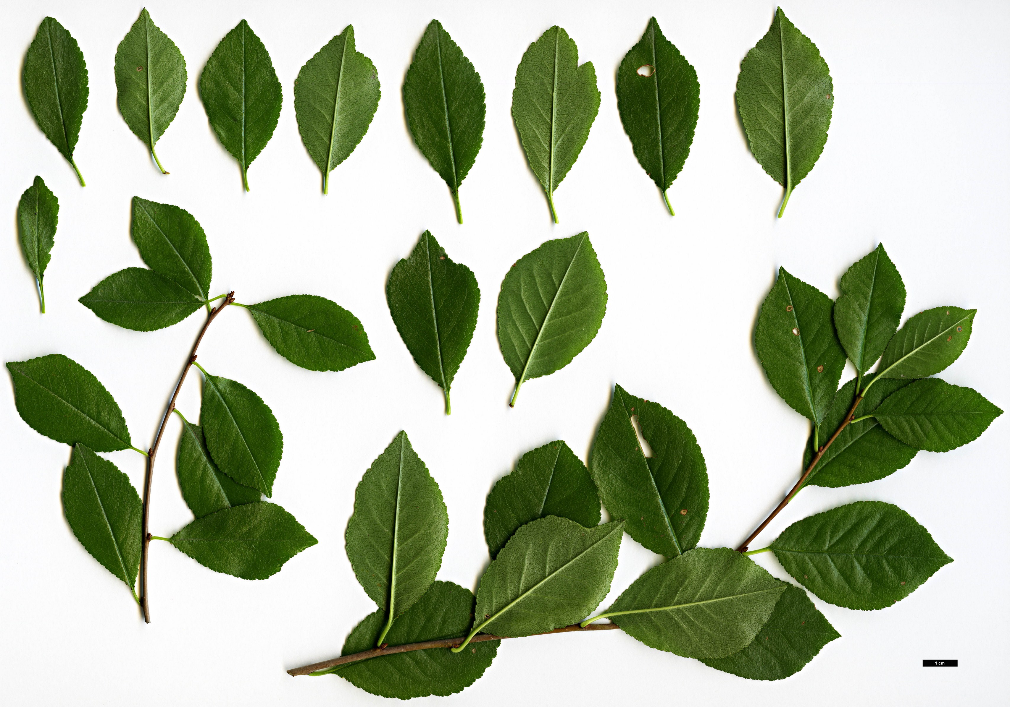 High resolution image: Family: Rosaceae - Genus: Prunus - Taxon: fruticosus